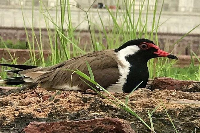 Full Day Bharatpur Bird Sanctuary With Fatehpur Sikri - Tour Itinerary and Duration