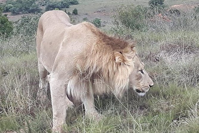 Full Day Big 5 Addo Safari - The Big Five