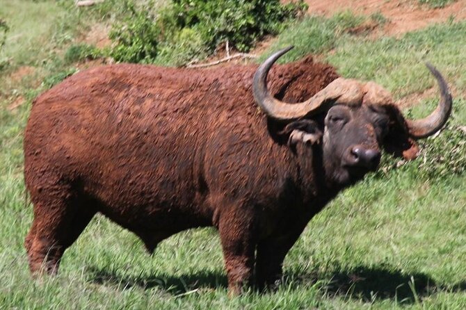 Full Day Big 5 Addo Safari - Conservation Efforts