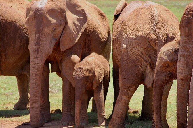 Full Day Big 5 Addo Safari - Pickup and Meeting Details