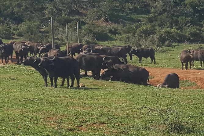 Full Day Big 5 Addo Safari - Pricing and Cancellation