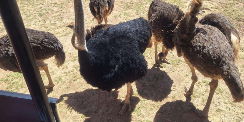 Full-day Big 5 Adventure Aquila Safari Game Reserve Tour - Pricing and Inclusions