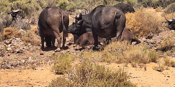 Full-day Big 5 Adventure Aquila Safari Game Reserve Tour - Accessibility and Safety