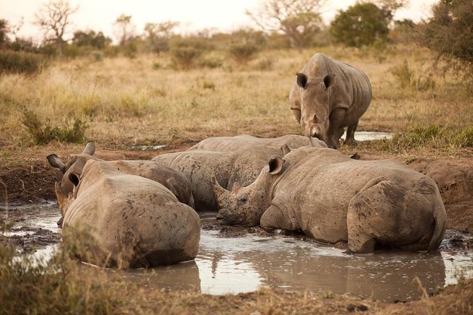 Full Day Big 5 Game Safari in Kruger National Park From Hazyview - Key Points