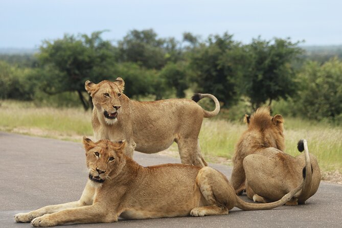 Full Day Big 5 Game Safari in Kruger National Park From Hazyview - What to Expect on the Safari