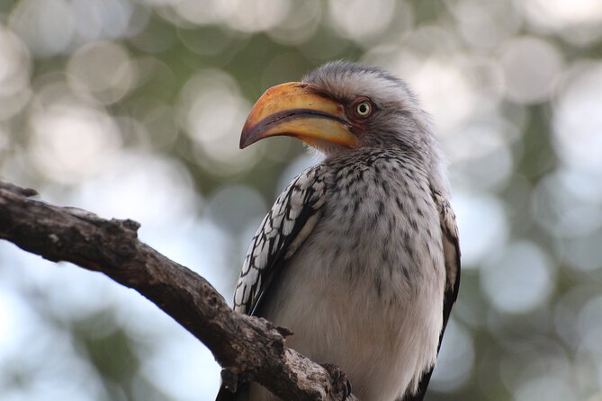 Full Day Big 5 Game Safari in Kruger National Park From Hazyview - Health and Safety Considerations