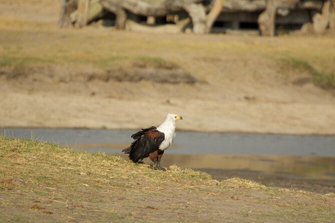 Full Day Birding Zambezi National Park Includes Picnic Lunch - Included Amenities