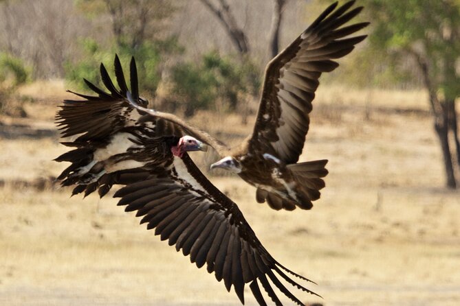 Full Day Birding Zambezi National Park Includes Picnic Lunch - Booking Process