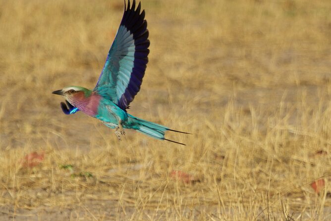 Full Day Birding Zambezi National Park Includes Picnic Lunch - Accessibility Features