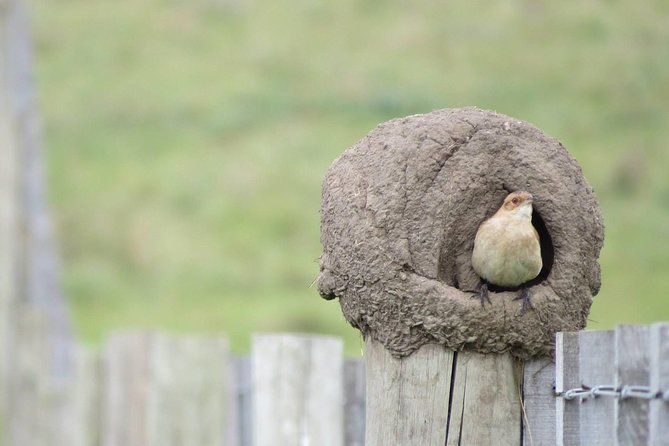 Full Day Birdwatching and Nature Tour - Included Amenities