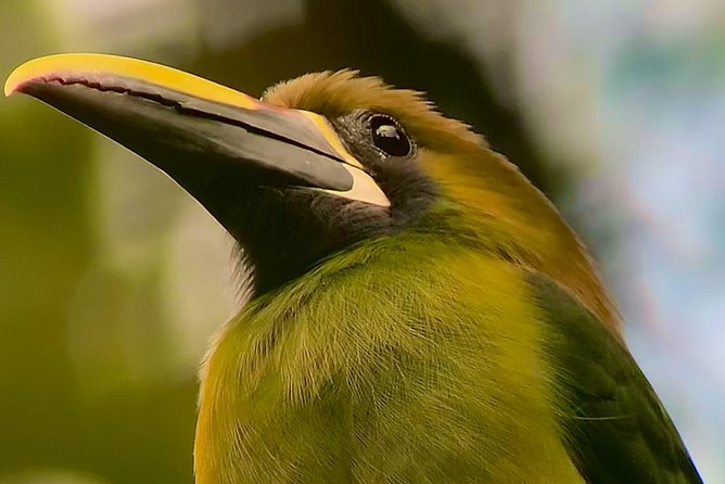 Full Day Birdwatching Experience - Birdwatching Highlights