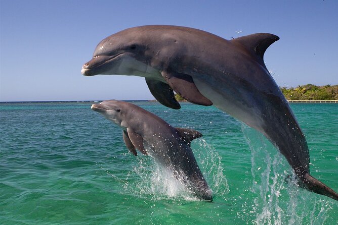 Full Day Boat Trip to Dolphins House With Lunch in Hurghada - Additional Fees