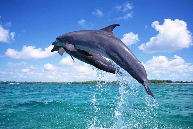 Full Day Boat Trip to Dolphins House With Lunch in Hurghada - Confirmation and Cancellation