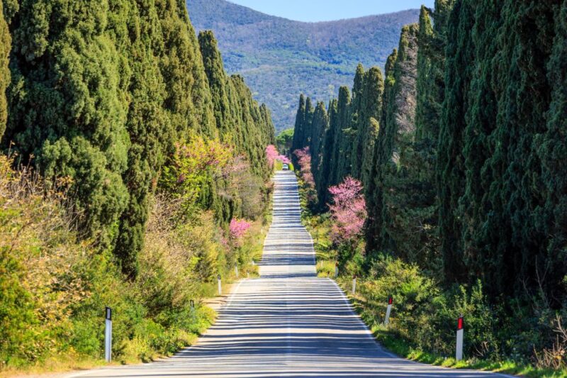 Full Day Bolgheri Tuscan Private Tour From Florence - Cultural Insights