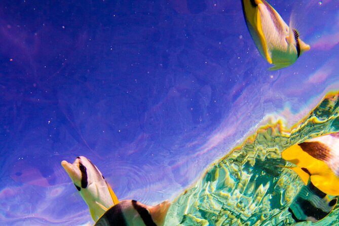 Full-Day Bora Bora Lagoon Cruise Including Snorkeling with Sharks and Stingrays - Final Thoughts