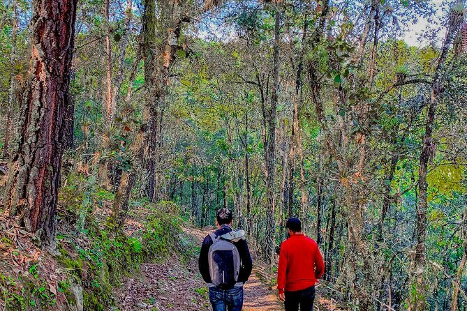 Full Day Bromeliad Forest Tour from Oaxaca - FAQ