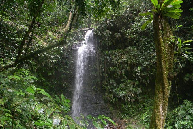 Full-Day Brownsberg Nature Park Tour - Itinerary and Activities