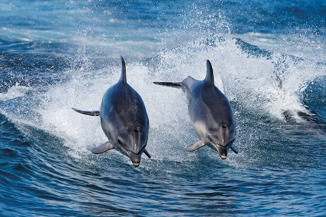 Full-Day Bruny Island Cruises Day Tour From Hobart - Coastal Scenery and Wildlife Spotting