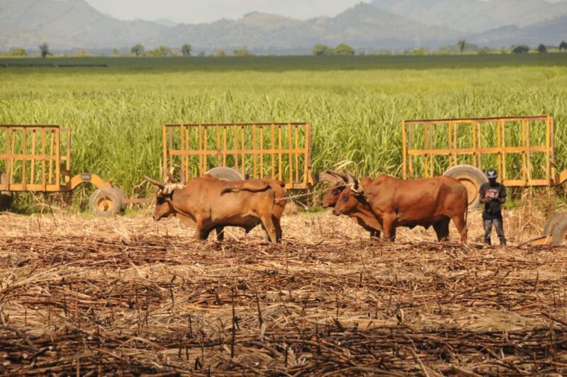 Full Day Buggy Safari With Lunch and Chavon River Tour - Key Points