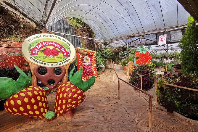 Full-Day Cameron Highlands & Batu Caves Tour From Kuala Lumpur - Customer Feedback
