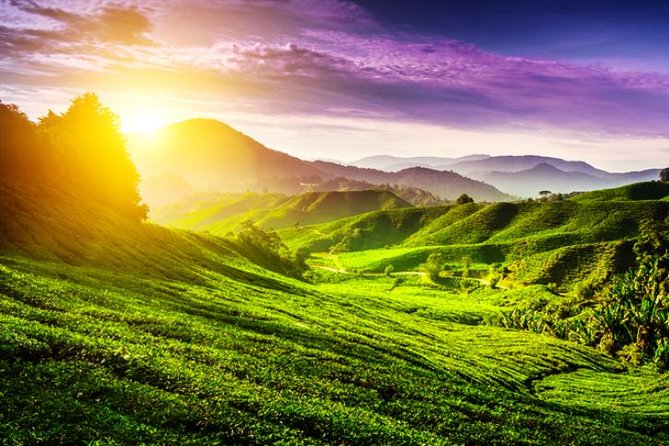 Full-Day Cameron Highlands Day Trip From Kuala Lumpur - Cancellation and Confirmation