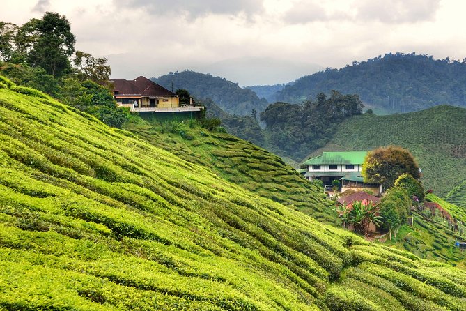 Full-Day Cameron Highlands Day Trip From Kuala Lumpur - Key Attractions and Highlights