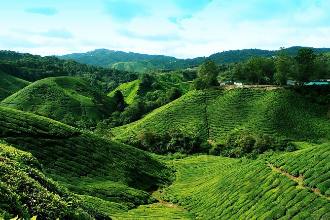 Full Day Cameron Highlands Nature Tour - Cancellation Policy