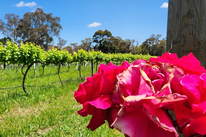 Full-Day Canberra Winery Tour to Murrumbateman /W Lunch - Booking Information