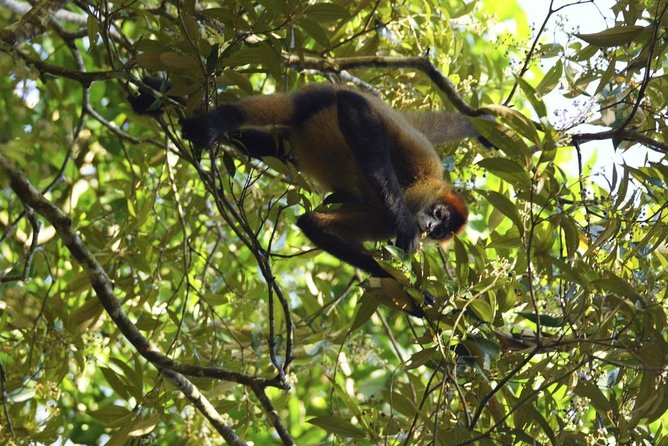 Full-Day Caño Negro Wildlife Refuge Boat Tour - Key Points