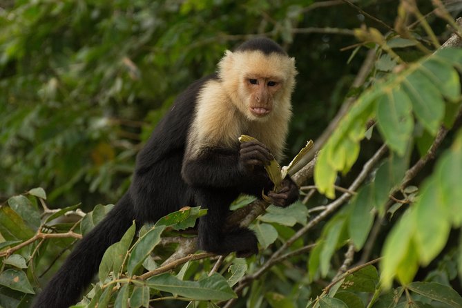 Full-Day Caño Negro Wildlife Refuge Boat Tour - What to Expect on the Boat Ride