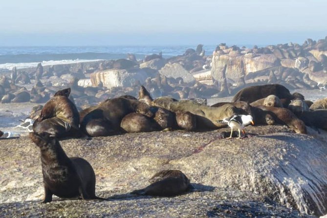 FULL Day Cape of Good Hope and Boulders Penguin Colony - Pickup and Start Time