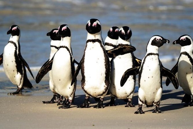Full Day Cape Peninsula Tour in Private Car - Highlights of the Peninsula