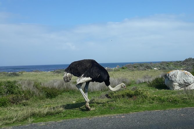 Full Day Cape Peninsula Tour in Private Car - Optional Activities