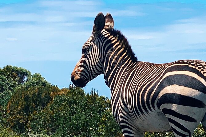 Full Day Cape Peninsula Tour in Private Car - Booking and Confirmation