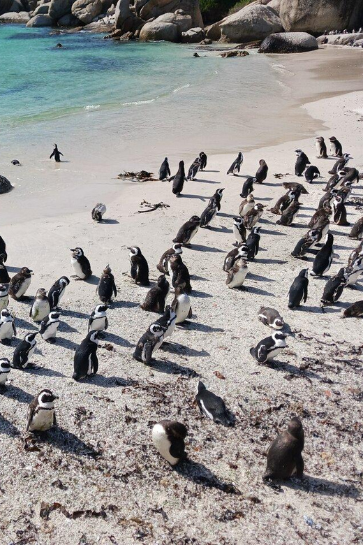 Full Day - Cape Point and Penguins Plus Table Mountain - Frequently Asked Questions