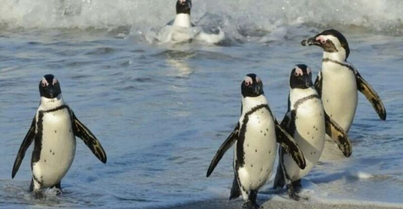 Full Day Cape Town: Cape of Good Hope & Penguins Tour - Itinerary Highlights