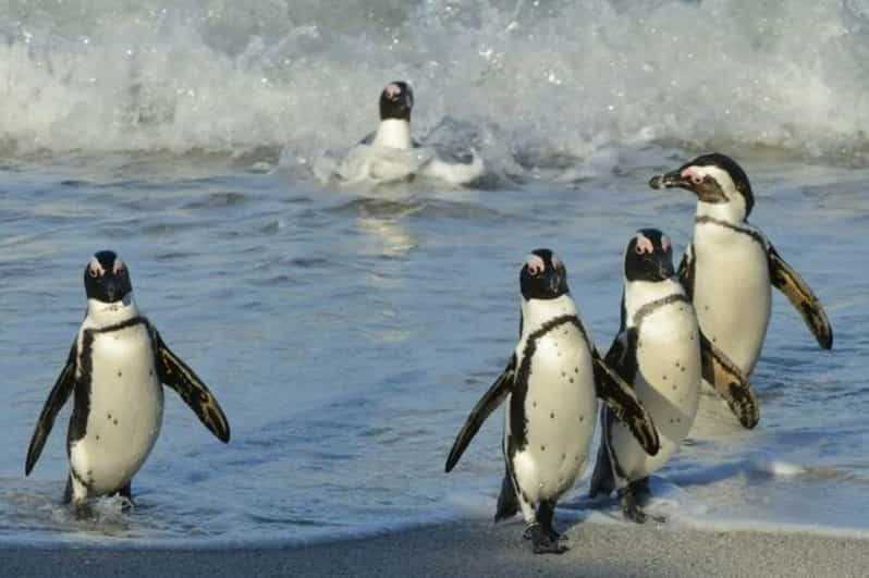 Full Day Cape Town: Cape of Good Hope & Penguins Tour - Cost Breakdown
