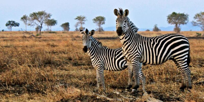 Full Day Cape Town Safari - Key Points