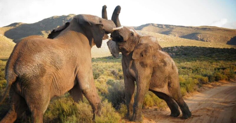 Full Day Cape Town Safari - Wildlife Experience
