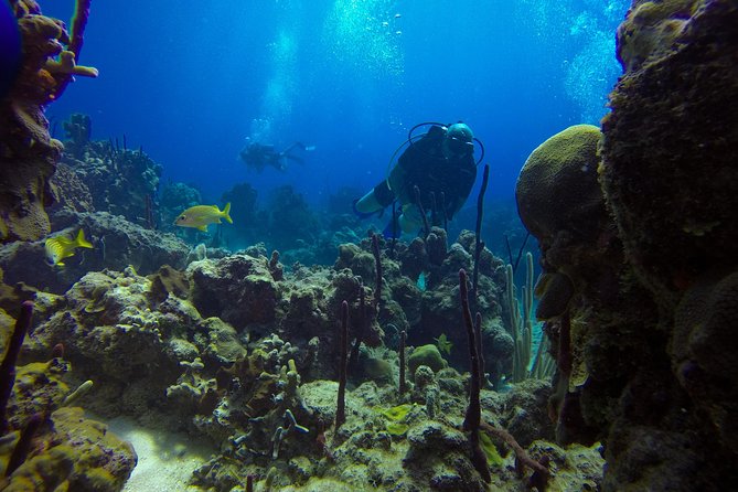 Full-Day Catalina Island Scuba Diving Tour From La Romana - Onshore Beach Experience