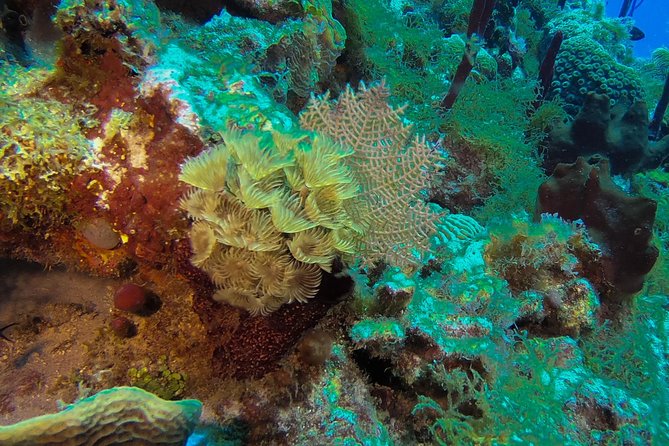 Full-Day Catalina Island Scuba Diving Tour From La Romana - Meeting and Pickup Logistics
