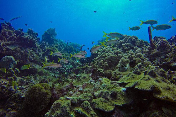 Full-Day Catalina Island Scuba Diving Tour From La Romana - Tour Reviews and Feedback