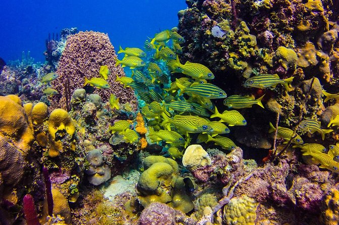 Full-Day Catalina Island Scuba Diving Tour From Punta Cana - Inclusions and Amenities