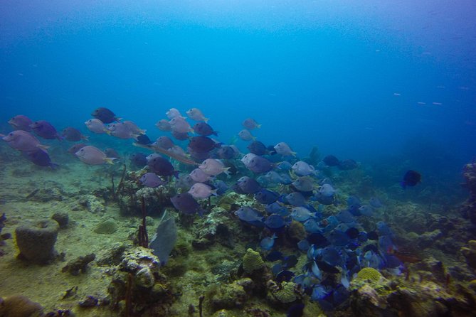Full-Day Catalina Island Scuba Diving Tour From Punta Cana - Customer Experiences