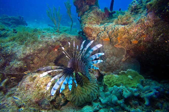 Full-Day Catalina Island Scuba Diving Tour From Punta Cana - Feedback and Complaints