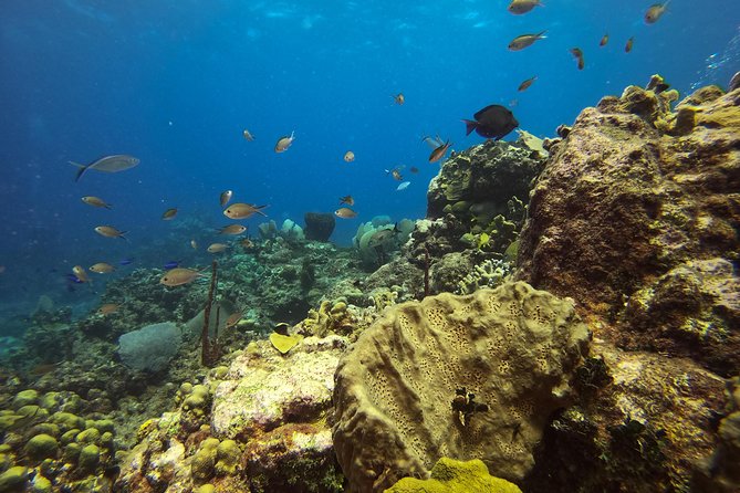 Full-Day Catalina Island Scuba Diving Tour From Punta Cana - Operator Recommendations