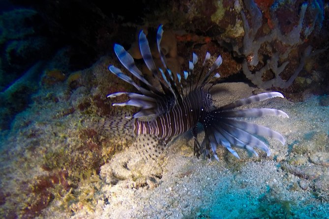 Full-Day Catalina Island Scuba Diving Tour From Punta Cana - Booking and Cancellation