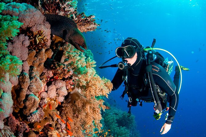 Full Day Catalina Island Tour With Transportation From the Airport to Hotel - Preparation for the Tour