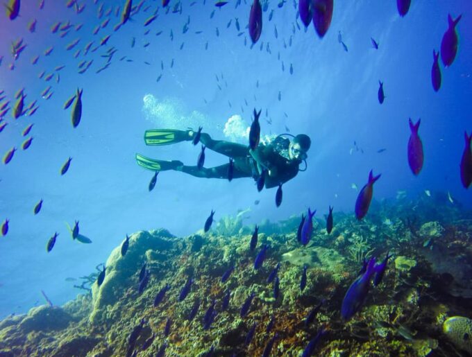Full-Day Catalina Island With Scuba Diving - Recap