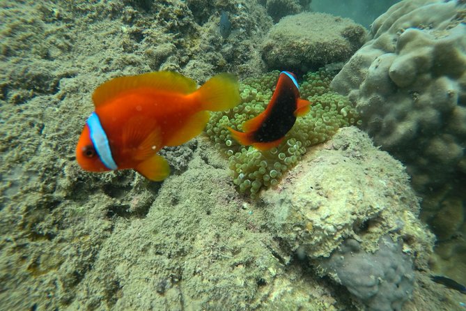 Full-Day Cham Islands Cruise From Hoi an With Underwater Walking Excursion - Snorkeling and Swimming Opportunities